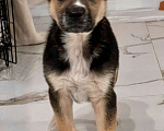 Собаки в Видном: Щенок Малыш в добрые руки  Мальчик, Бесплатно - фото 4