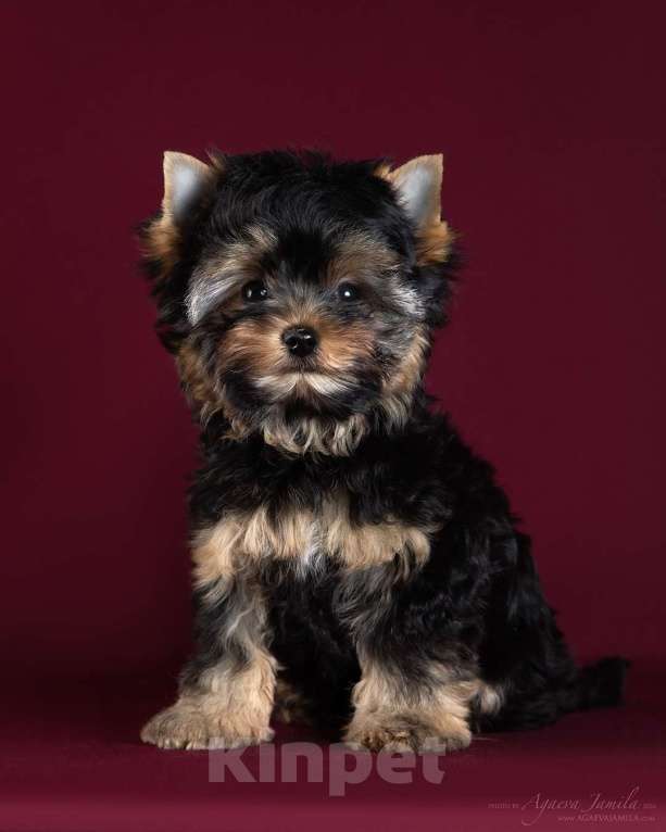 Собаки в Раменском: Олик Мальчик, 35 000 руб. - фото 3