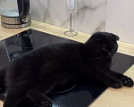 Кошки в Новосибирске: Черный, котик по кличкe Симба! Ему 1 год, 2 мeс. Очень ласковый ,к лотку приучен ,кушает всё Мальчик, 500 руб. - фото 4