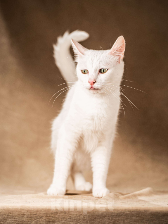 Кошки в Клине: Снежка — белоснежная миниатюрная красавица Девочка, Бесплатно - фото 3