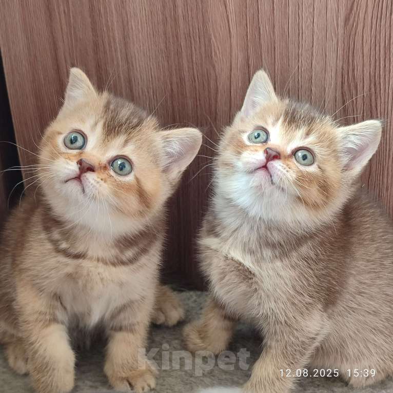 Кошки в Москве: Шоколадная девочка Девочка, 20 000 руб. - фото 3