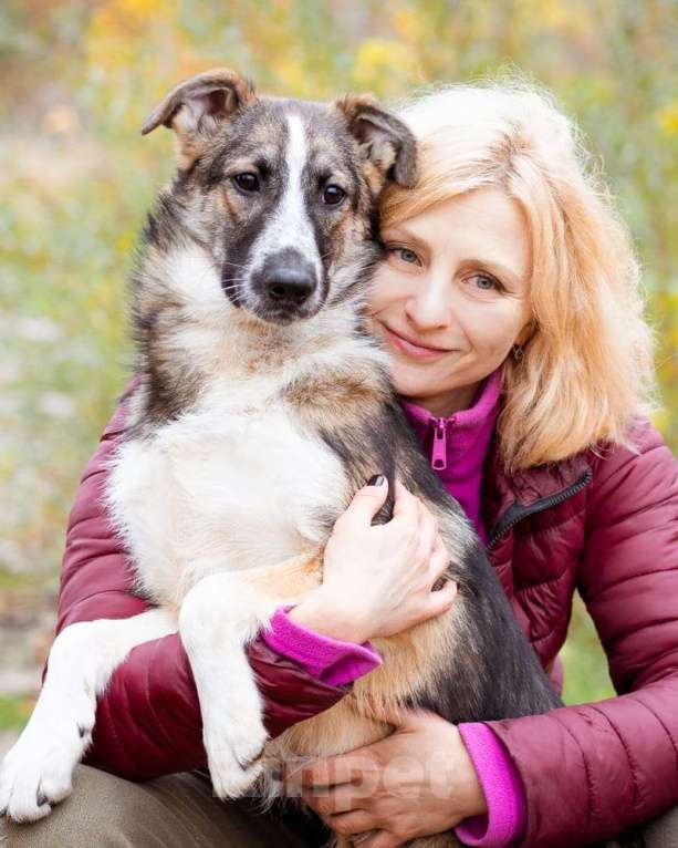 Собаки в Москве: Симба Мальчик, Бесплатно - фото 1