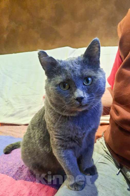 Кошки в Москве: Кот русской голубой породы ласковый Серый ищет дом Мальчик, 1 руб. - фото 2