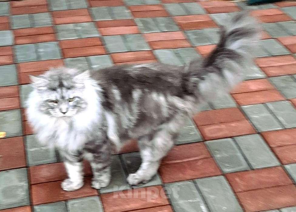 Кошки в других городах Ленинградской области: Мейн  кун голубой дым вязка Мальчик, 10 000 руб. - фото 1