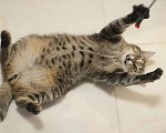 Кошки в Москве: Веня – гиперласковый 7 мес котик в добрые руки Мальчик, Бесплатно - фото 4