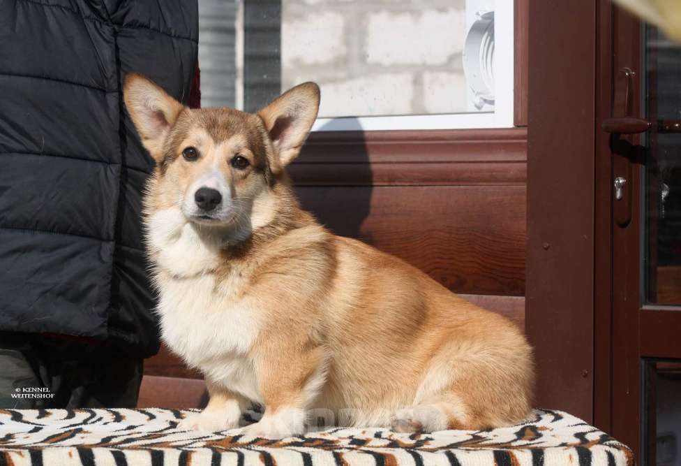 Собаки в Москве: Щенок вельш корги мальчик. Мальчик, 40 000 руб. - фото 9
