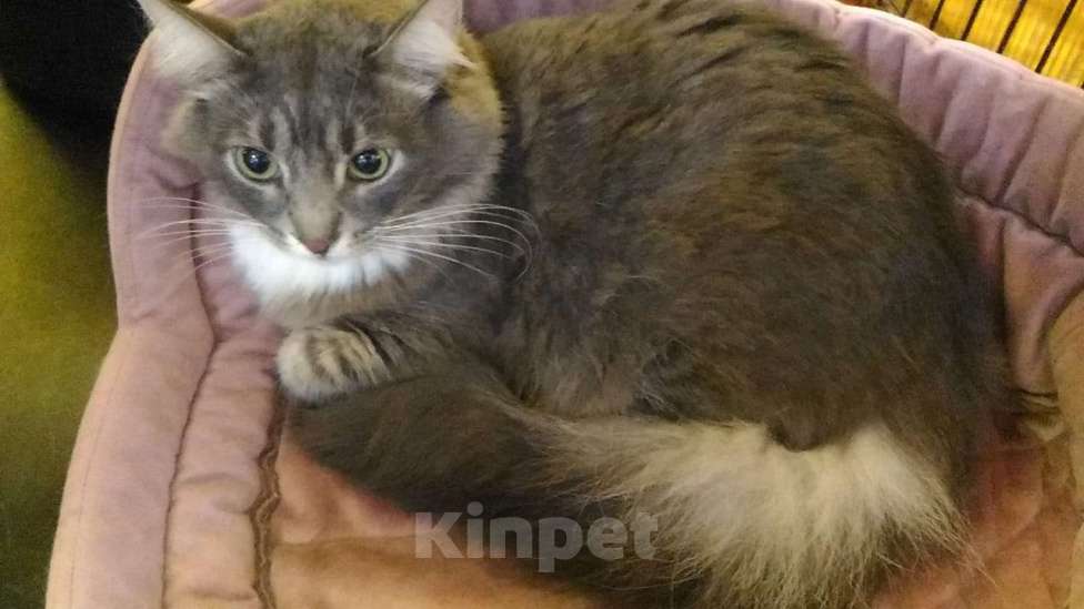 Кошки в Москве: Ласковый и нежный зверь Мальчик, Бесплатно - фото 3