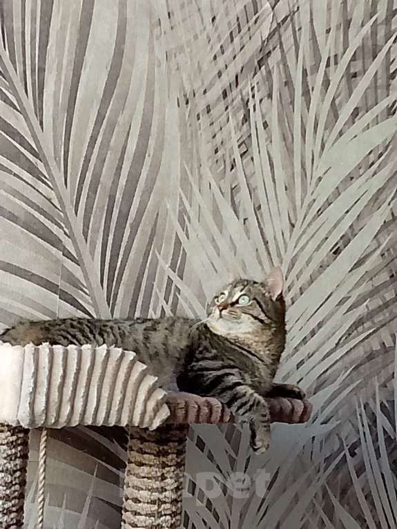 Кошки в Москве: Полосатик в добрые руки Девочка, Бесплатно - фото 3