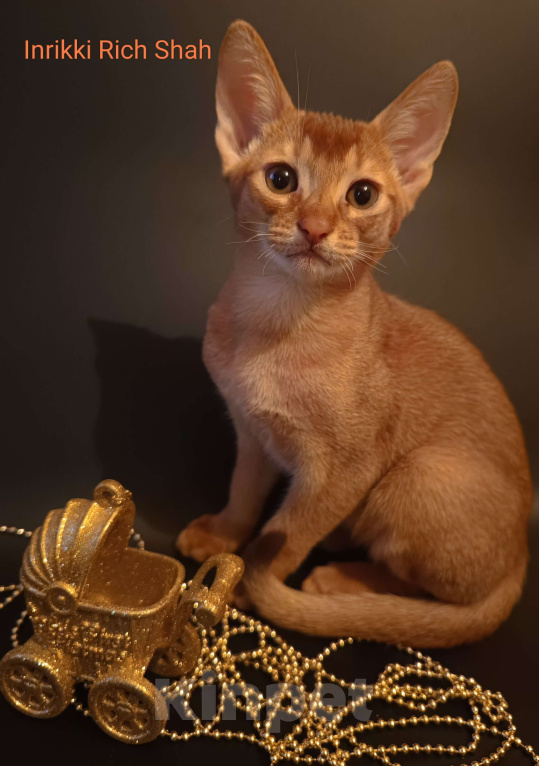 Кошки в Москве: Премиальные абиссинские котята Мальчик, 95 000 руб. - фото 2