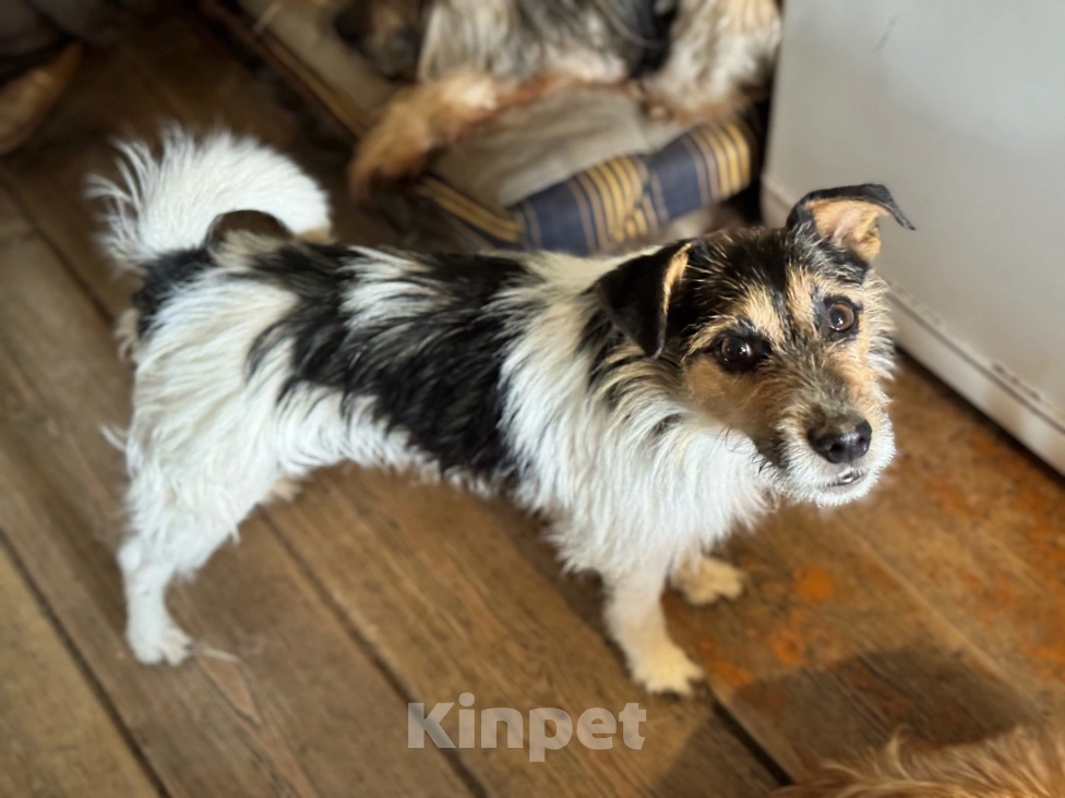 Собаки в Санкт-Петербурге: Собака в добрые руки Девочка, 10 руб. - фото 5