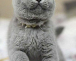 Кошки в Москве: Британские к/ш котята  Девочка, Бесплатно - фото 2