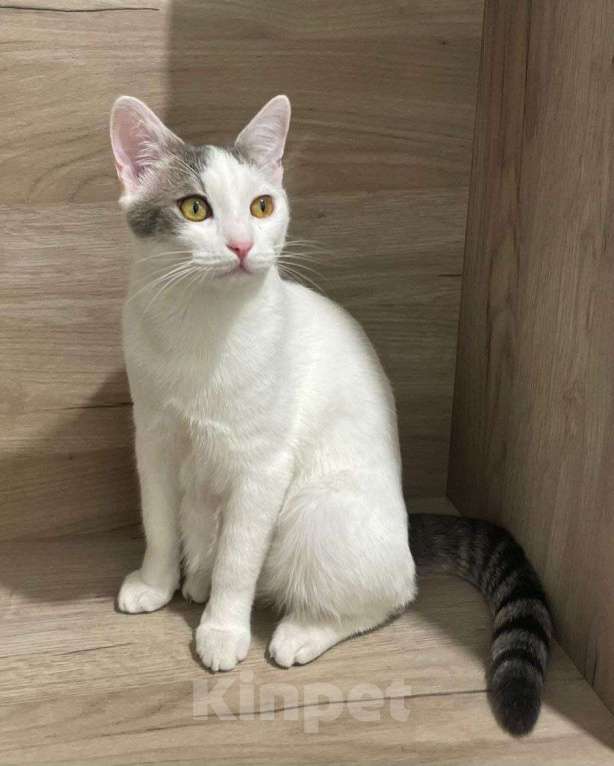 Кошки в Москве: Елисей ищет дом Мальчик, Бесплатно - фото 3