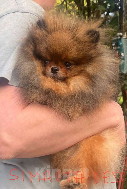 Собаки в других городах Московской области: Померанский шпиц Мальчик, Бесплатно - фото 1