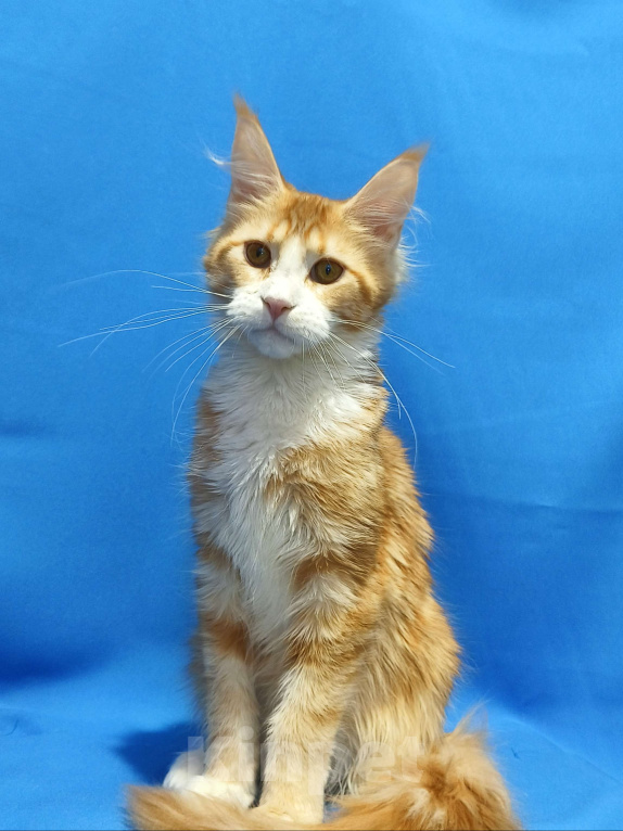 Кошки в Москве: Котенок Мейн-Кун Девочка Девочка, 45 000 руб. - фото 6