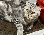 Кошки в Видном: отдам в добрые руки кошечку🐾 Девочка, 1 руб. - фото 2