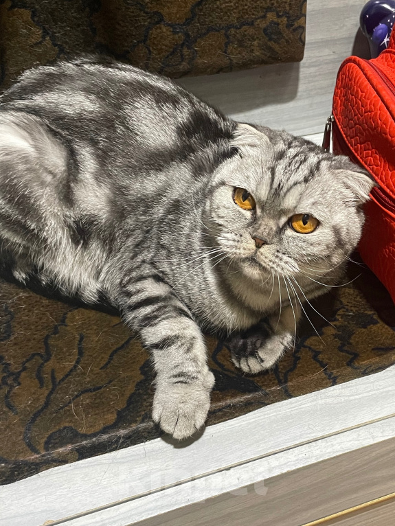 Кошки в Видном: отдам в добрые руки кошечку🐾 Девочка, 1 руб. - фото 2