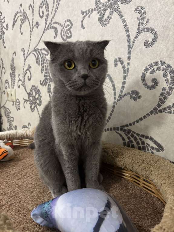 Кошки в Балашихе: Муся Девочка, Бесплатно - фото 1