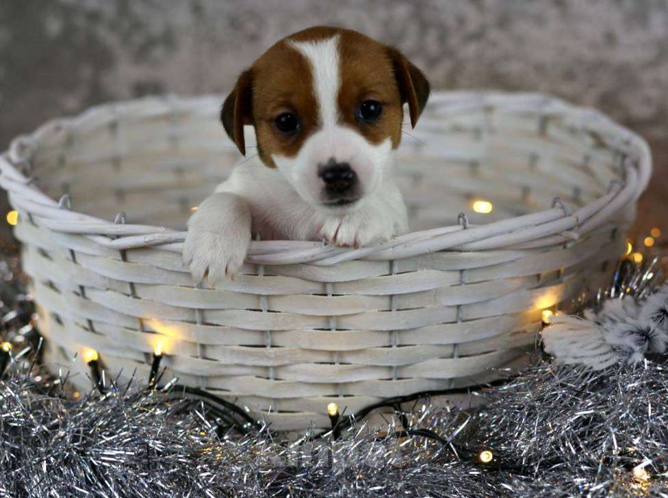 Собаки в Санкт-Петербурге: Щенок Мини Джек Рассел Терьера “Луна» Девочка, 50 000 руб. - фото 4