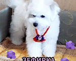 Собаки в Барнауле: Бишон фризе куколки Девочка, 65 000 руб. - фото 4