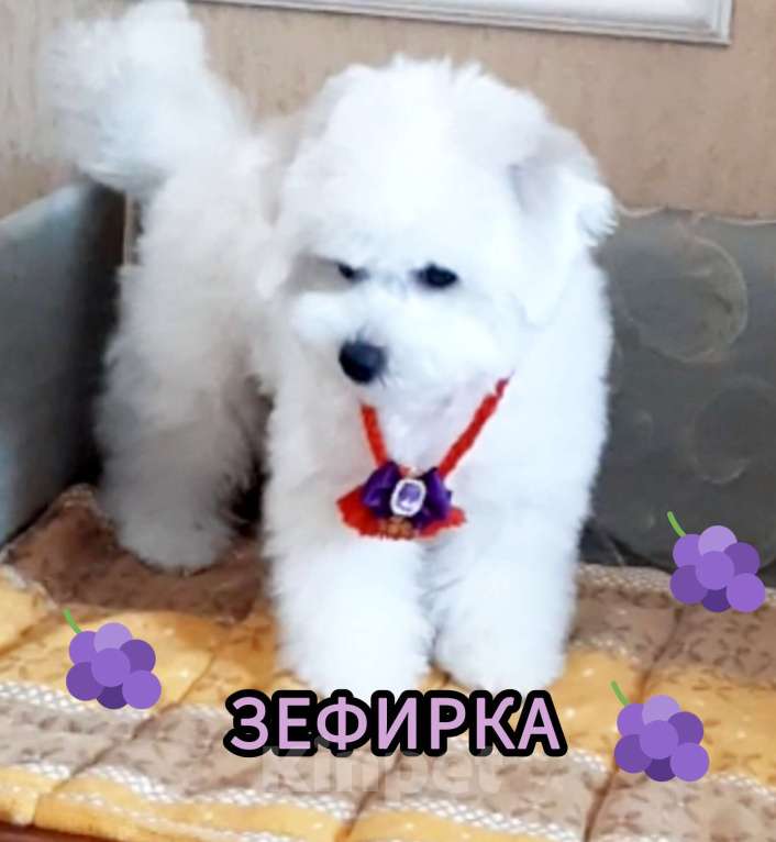 Собаки в Барнауле: Бишон фризе куколки Девочка, 65 000 руб. - фото 4