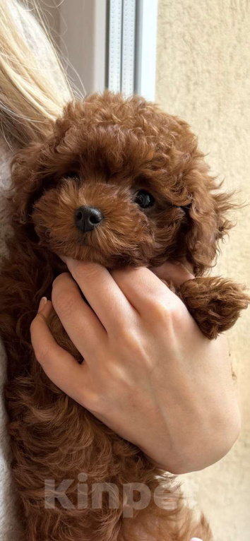 Собаки в Калининграде: Тикап тедди пудель Китай Мальчик, 180 000 руб. - фото 6