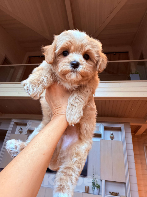 Собаки в других городах Московской области: Мальтипу мини f 1 Мальчик, 200 000 руб. - фото 1