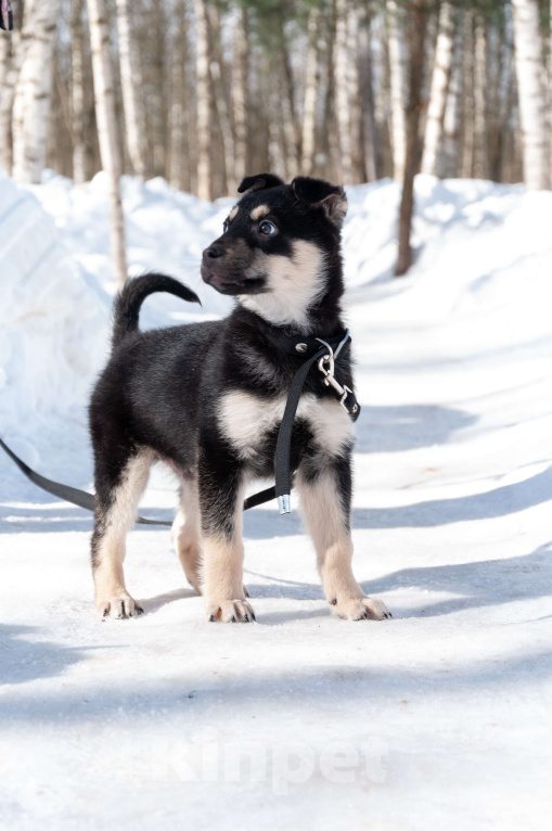 Собаки в Ногинске: Ливерпулькин в поисках семьи Мальчик, Бесплатно - фото 1