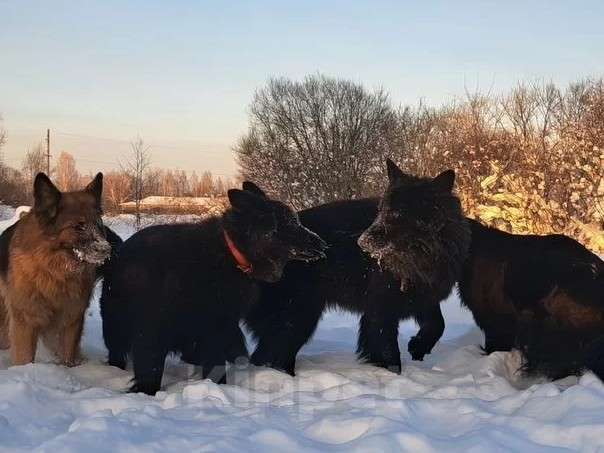 Собаки в Москве: Немка Девочка, 45 000 руб. - фото 4