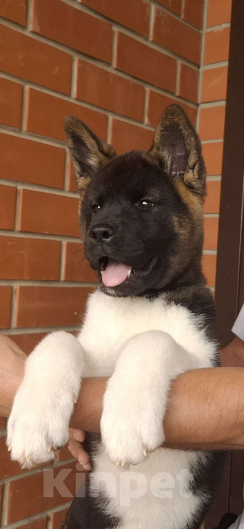 Собаки в Москве: Щенок американской акиты  Девочка, 45 000 руб. - фото 4