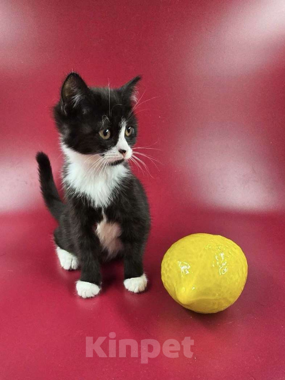 Кошки в Москве: Чука - маленький атаман в юбке Девочка, Бесплатно - фото 4