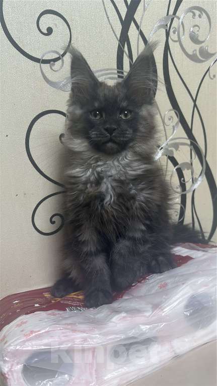 Кошки в Дмитрове: Котята мейн-кун Мальчик, 65 000 руб. - фото 2