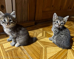 Кошки в Волгограде: Котенок в добрые руки Мальчик, 1 руб. - фото 2