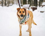 Собаки в Москве: Чудесная Лесси ищет дом Девочка, Бесплатно - фото 4