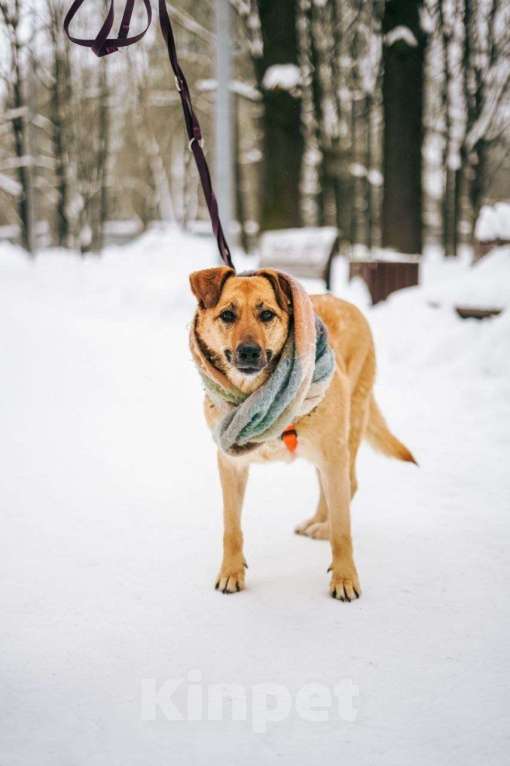 Собаки в Москве: Чудесная Лесси ищет дом Девочка, Бесплатно - фото 4