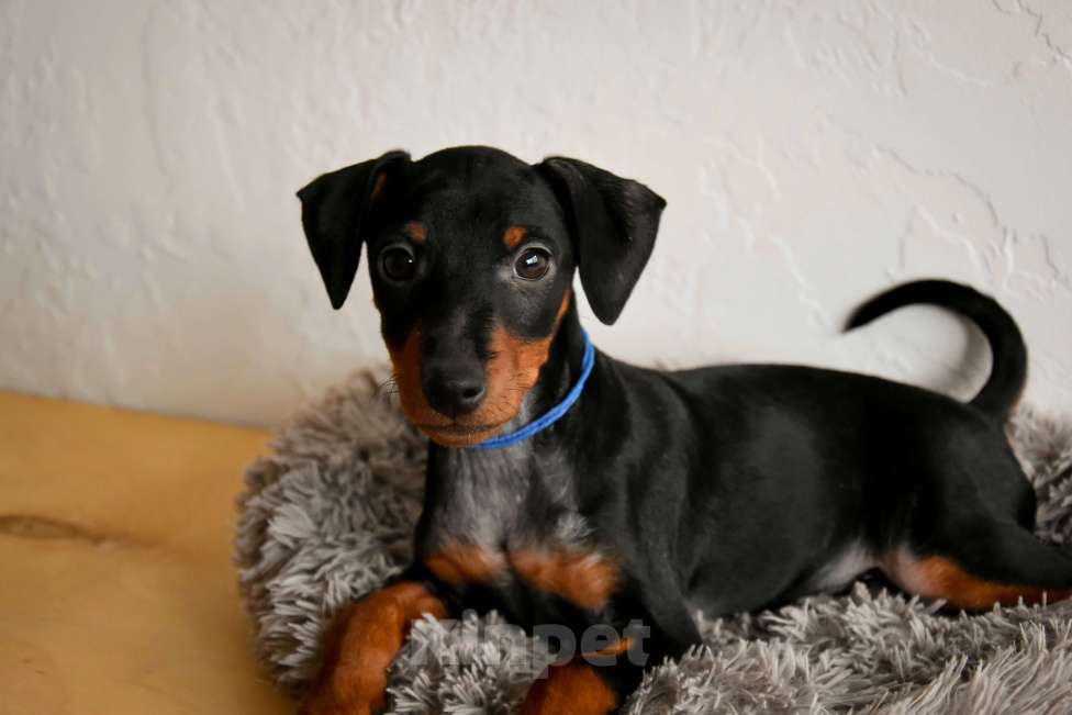 Собаки в Краснодаре: Щенки Цвергпинчер РКФ Разнополые, 40 000 руб. - фото 2