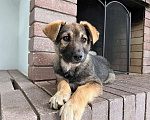 Собаки в Москве: Очень милая девочка-щенок Мила ищет добрые руки Девочка, Бесплатно - фото 1