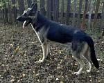 Собаки в Омске: ВЕО вязка, 1 руб. - фото 4