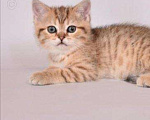 Кошки в Карачеве: Котёнок, 6 000 руб. - фото 2