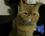 Кошки в Микуне: Экзот для вязки, 2 500 руб. - фото 3