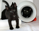 Кошки в Калуге: Три черненьких, веселеньких котенка - Норман, Мартин и Перчик в добрые руки. Мальчик, Бесплатно - фото 7