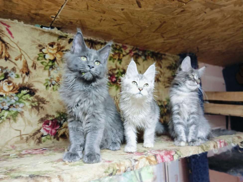 Кошки в Краснодаре: Кошечка мейн-кун Девочка, 30 000 руб. - фото 4