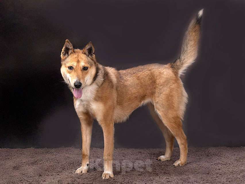 Собаки в Москве: Самая ласковая и добрая собачка Лори ищет дом Девочка, Бесплатно - фото 2