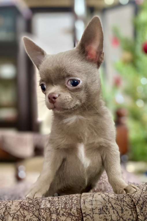 Собаки в Задонске: Клайд Мальчик, 50 000 руб. - фото 3