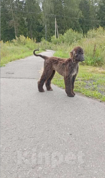 Собаки в Москве: Ищет ответственных владельцев Девочка, 100 000 руб. - фото 2
