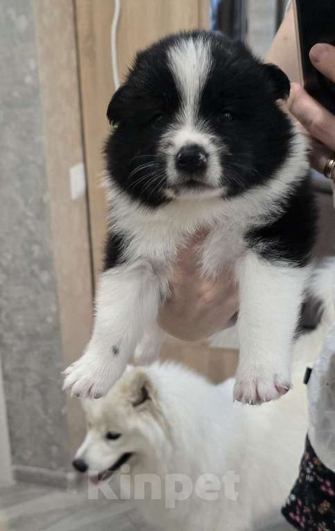 Собаки в Хабаровске: Щенки самоеда и лайки Мальчик, Бесплатно - фото 1