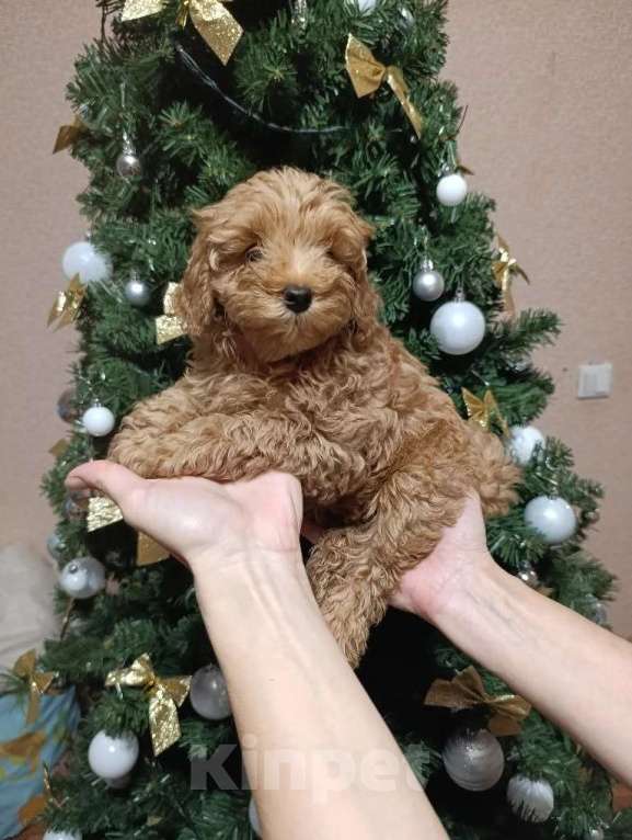 Собаки в Краснодаре: Щенки мальтипу Девочка, 35 000 руб. - фото 6