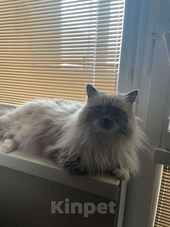 Кошки в Омске: Отдадим в добрые руки в связи с переездом Девочка, Бесплатно - фото 4