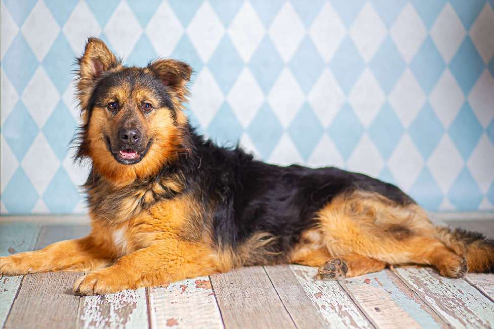 Собаки в Москве: Пушистый большой добряк Большой в добрые руки Мальчик, 1 руб. - фото 4