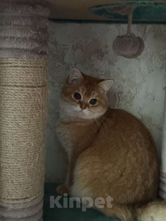 Кошки в Люберцах: Шотландские котята Мальчик, Бесплатно - фото 2