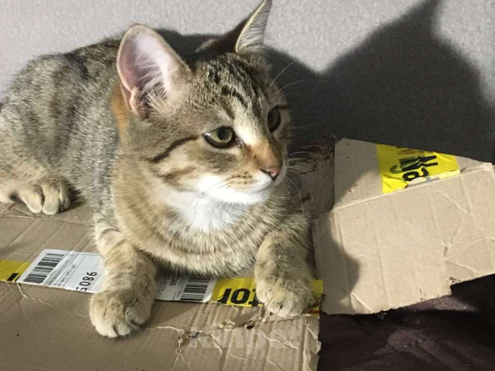 Кошки в Сочи: Обаятельные кошечка и котик Девочка, 10 руб. - фото 8